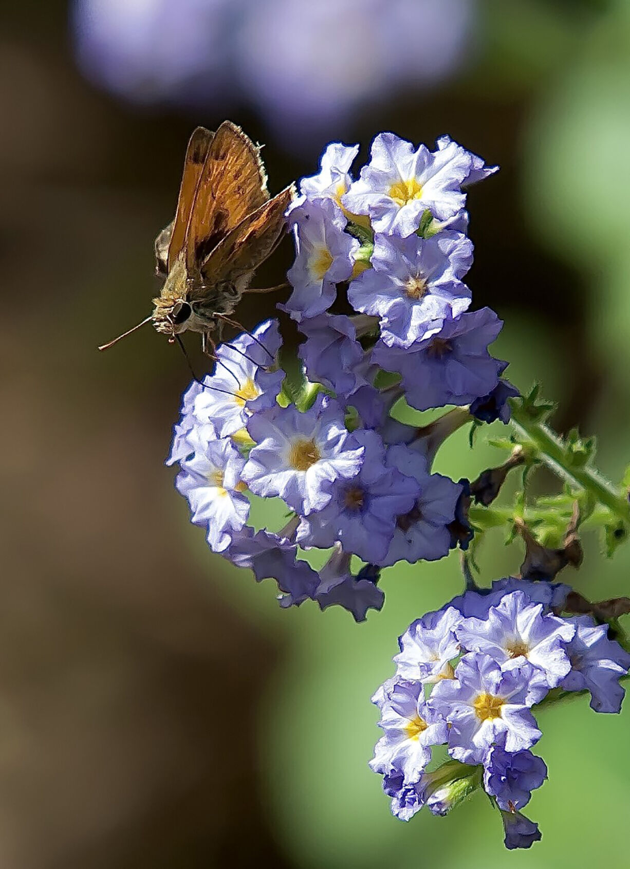 LIFE-HOME-ONGARDENING-2-MCT